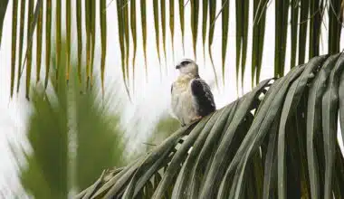 A picture of a bird on a branch displaying a feeling of serenity