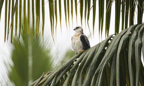 A picture of a bird on a branch displaying a feeling of serenity