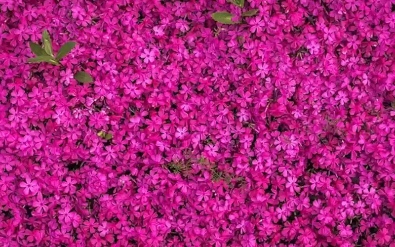 A vibrant pink flower bed adorned with numerous delicate flowers, creating a picturesque scene. Poem: Insta Crush.