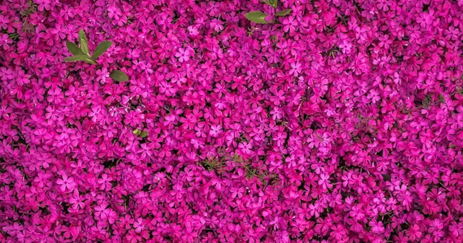A vibrant pink flower bed adorned with numerous delicate flowers, creating a picturesque scene. Poem: Insta Crush.