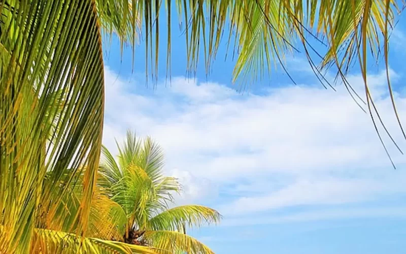 Photograph of tropical palm, showcasing the lush greenery and serenity of a tropical paradise.