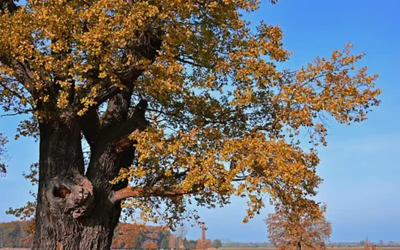 A tree surrounded by nature, set against a backdrop of a beautiful blue sky.