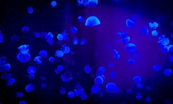 Glowing blue jellyfish in the dark ocean waters.Guarded but hopeful, I struggle with vulnerability, trying to open my heart while protecting it from harm
