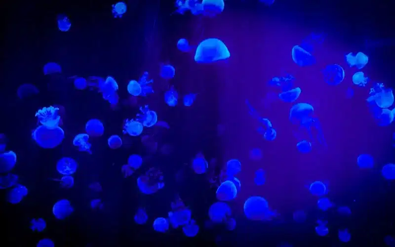 Glowing blue jellyfish in the dark ocean waters.Guarded but hopeful, I struggle with vulnerability, trying to open my heart while protecting it from harm