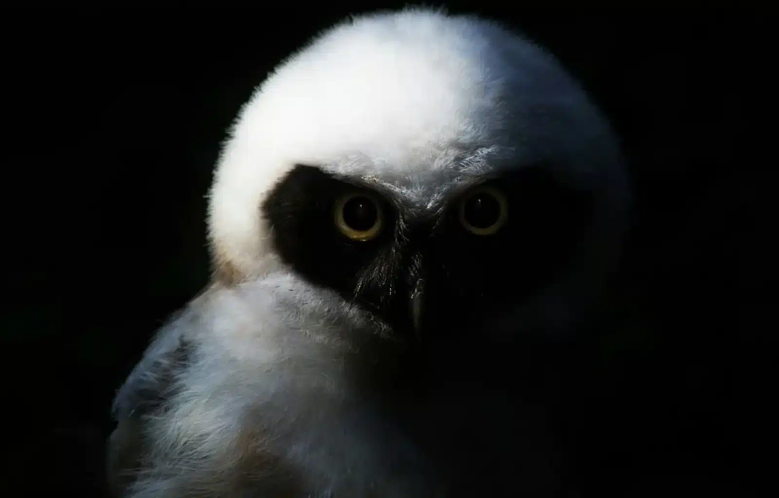 Image of a captivating owl with large, piercing eyes, gracefully perched in the darkness.