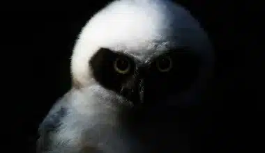 Image of a captivating owl with large, piercing eyes, gracefully perched in the darkness.