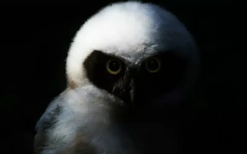 Image of a captivating owl with large, piercing eyes, gracefully perched in the darkness.