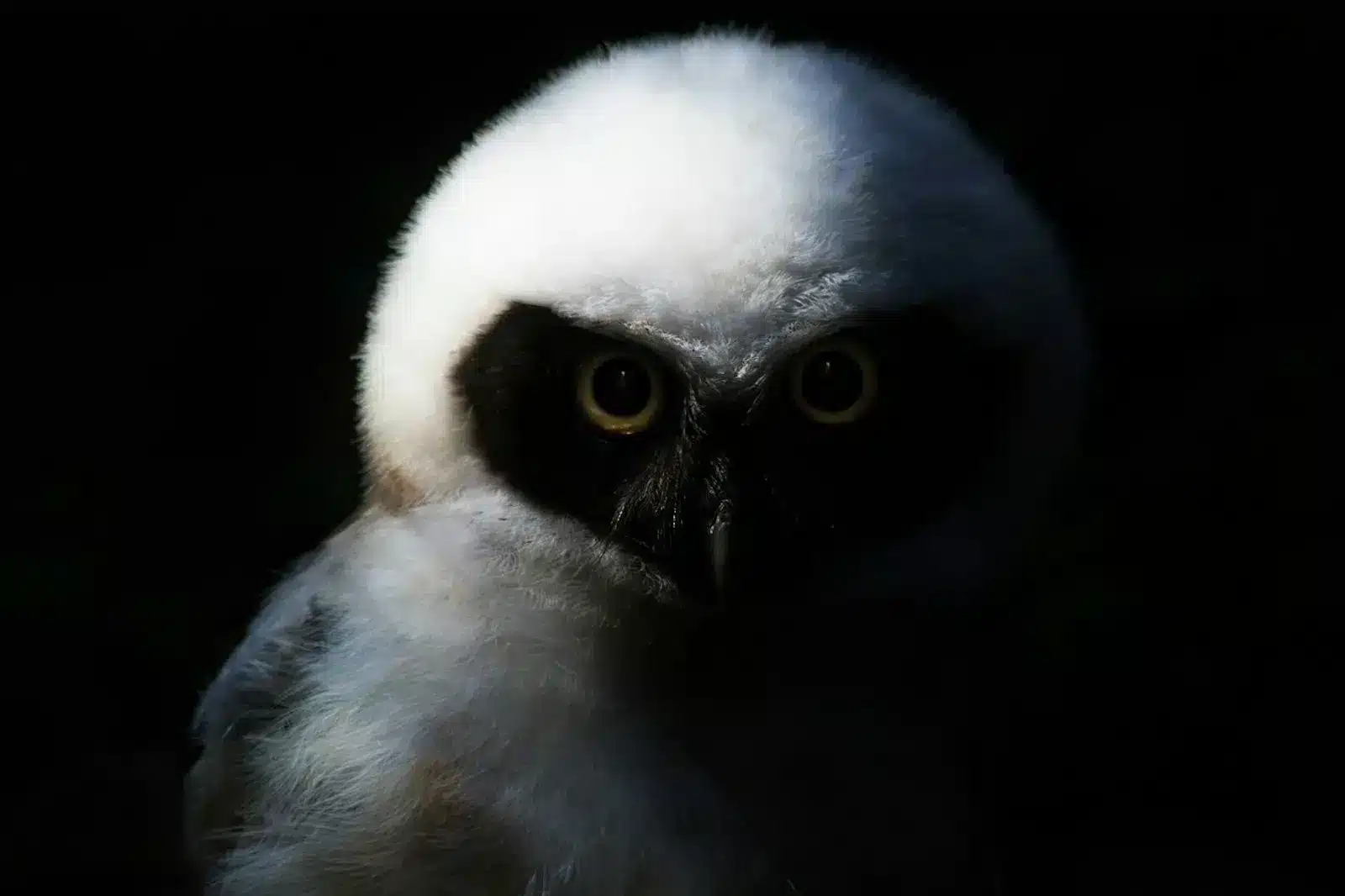 Image of a captivating owl with large, piercing eyes, gracefully perched in the darkness.