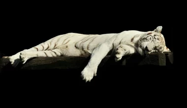 Image of a sleeping tiger, to go along with the "Tiger on the Loose: The Adventures of Griffin and Karen Episode 2 part 2"