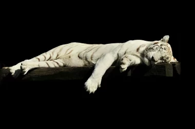 Image of a sleeping tiger, to go along with the "Tiger on the Loose: The Adventures of Griffin and Karen Episode 2 part 2"