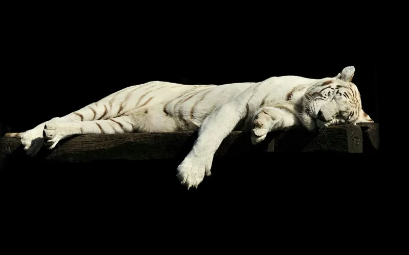 Image of a sleeping tiger, to go along with the "Tiger on the Loose: The Adventures of Griffin and Karen Episode 2 part 2"