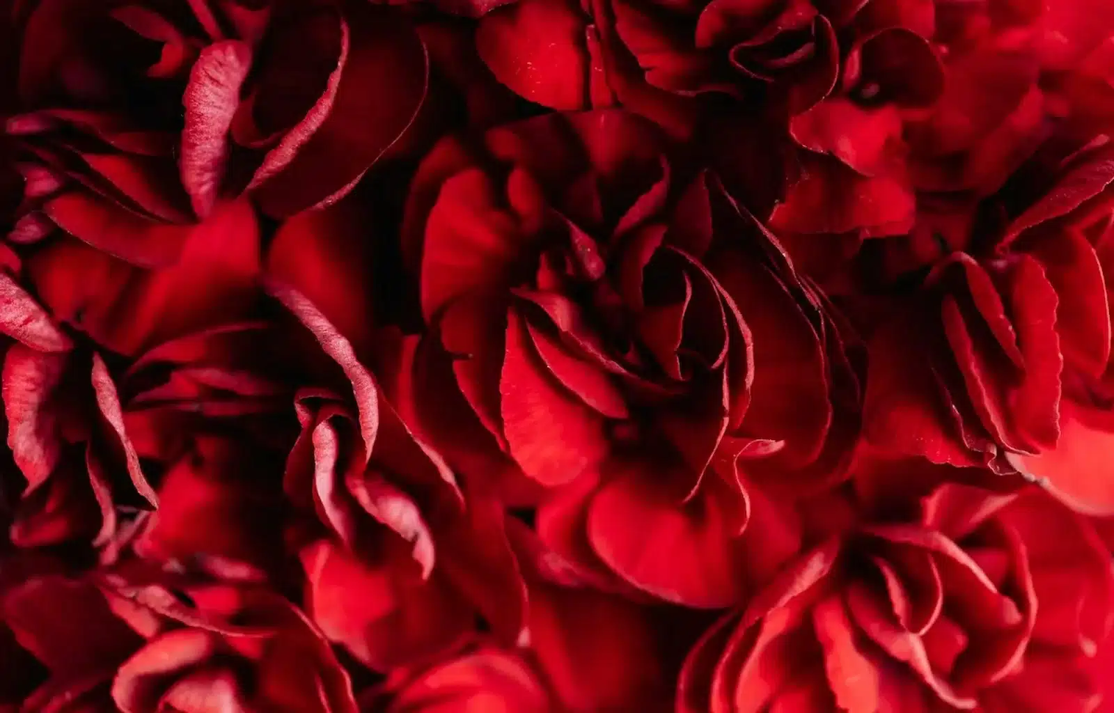 A vibrant close-up of red flowers, symbolizing the unpredictable and transformative force of love, capable of both healing and shattering lives.