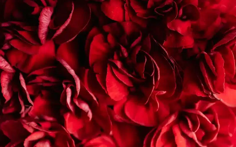 A vibrant close-up of red flowers, symbolizing the unpredictable and transformative force of love, capable of both healing and shattering lives.