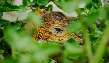 Image of an iguana camouflaged amidst lush green leaves, blending seamlessly with its surroundings to go along with the story The Thorny Devil: The Adventures of Griffin & Karen