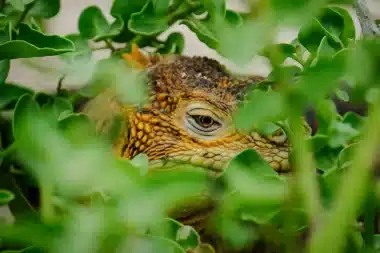 Image of an iguana camouflaged amidst lush green leaves, blending seamlessly with its surroundings to go along with the story The Thorny Devil: The Adventures of Griffin & Karen