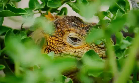 Image of an iguana camouflaged amidst lush green leaves, blending seamlessly with its surroundings to go along with the story The Thorny Devil: The Adventures of Griffin & Karen