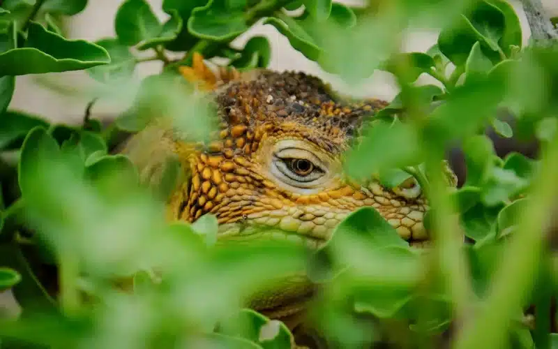 Image of an iguana camouflaged amidst lush green leaves, blending seamlessly with its surroundings to go along with the story The Thorny Devil: The Adventures of Griffin & Karen