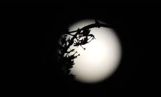 Image of a full moon on a dark night for the short story "Ritual of Eternal Temptation"