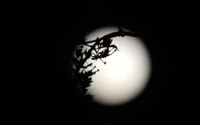 Image of a full moon on a dark night for the short story "Ritual of Eternal Temptation"