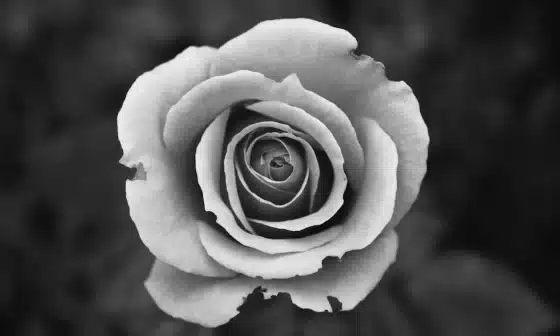 The Best part of reality-Micro Poem-Image of a Black and white rose, symbolizing love and beauty.You're my everything, unforgettable.