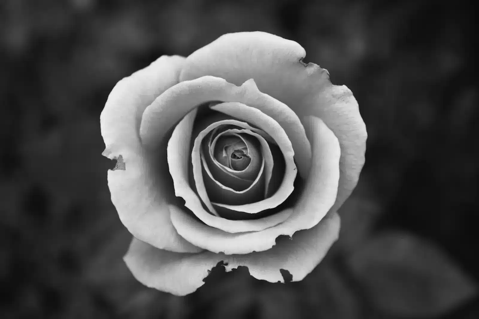 The Best part of reality-Micro Poem-Image of a Black and white rose, symbolizing love and beauty.You're my everything, unforgettable.