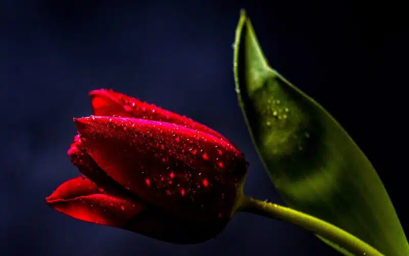 Red tulip on a black background, symbolizing life, death, and hidden danger in a suspenseful narrative.