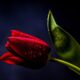 Red tulip on a black background, symbolizing life, death, and hidden danger in a suspenseful narrative.