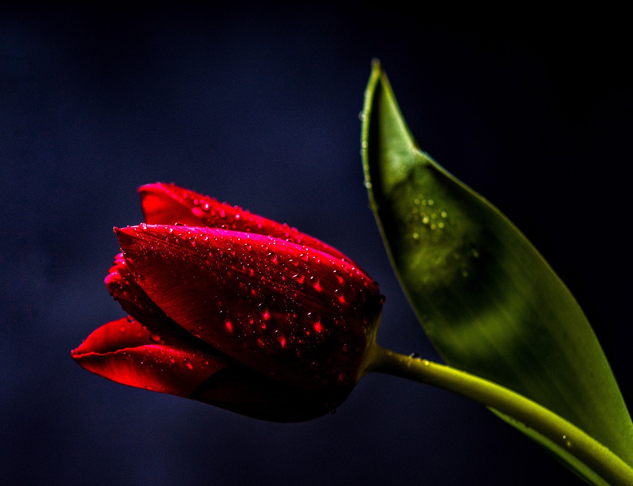 Red tulip on a black background, symbolizing life, death, and hidden danger in a suspenseful narrative.