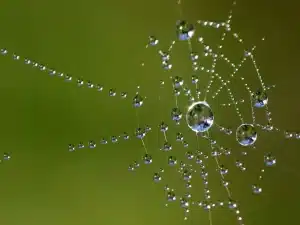 An image of a spider web with dew which captures the theme of the epic poem "Pequena Arana Bonita" (Beautiful Little Spider).