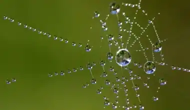 An image of a spider web with dew which captures the theme of the epic poem "Pequena Arana Bonita" (Beautiful Little Spider).