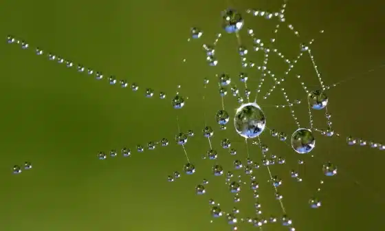 An image of a spider web with dew which captures the theme of the epic poem "Pequena Arana Bonita" (Beautiful Little Spider).