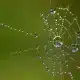 An image of a spider web with dew which captures the theme of the epic poem "Pequena Arana Bonita" (Beautiful Little Spider).