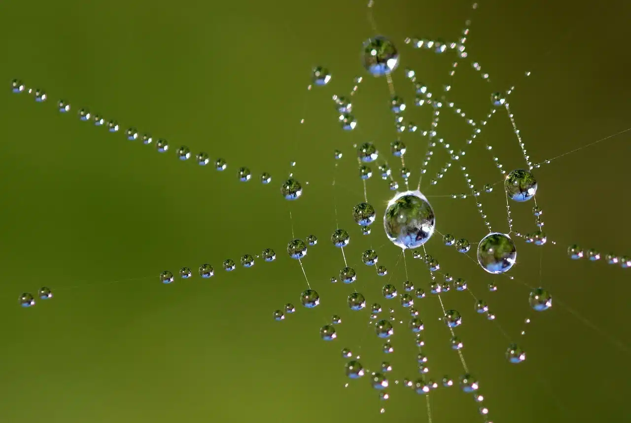 An image of a spider web with dew which captures the theme of the epic poem "Pequena Arana Bonita" (Beautiful Little Spider).