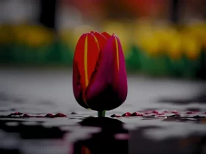 Image of a bloody tulip in a lake of blood depicting the dangerous and high intensity of part 13 of the bloody tulip short story series.