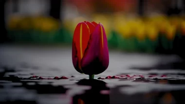 Image of a bloody tulip in a lake of blood depicting the dangerous and high intensity of part 13 of the bloody tulip short story series.